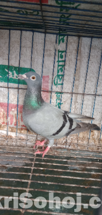 রেসার মাদি
